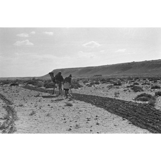 En Egypte, à 100 kilomètres du front d'El Alamein, des travaux agraires à l'aide d'un dromadaire.