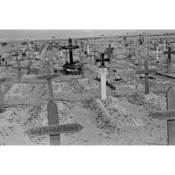 En Egypte, à 100 kilomètres du front d'El Alamein, des travaux agraires à l'aide d'un dromadaire.