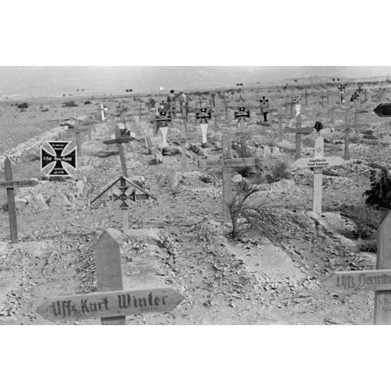 En Egypte, à 100 kilomètres du front d'El Alamein, des travaux agraires à l'aide d'un dromadaire.