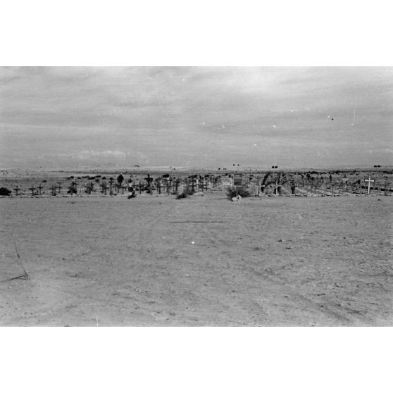 En Egypte, à 100 kilomètres du front d'El Alamein, des travaux agraires à l'aide d'un dromadaire.