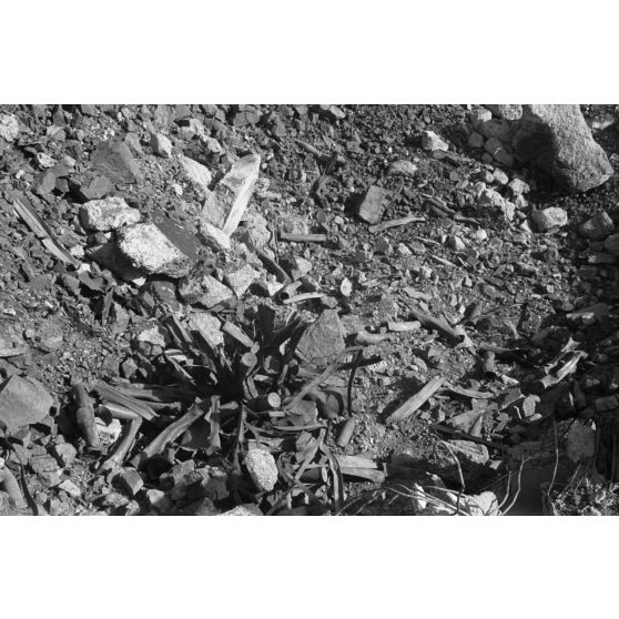 Sur les hauteurs de Meraviglia ('île de Leros), le canon défendu par des troupes italiennes et britanniques.