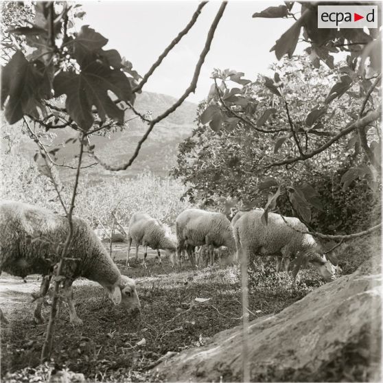 [Figuier et moutons en Algérie, 1954-1962.]
