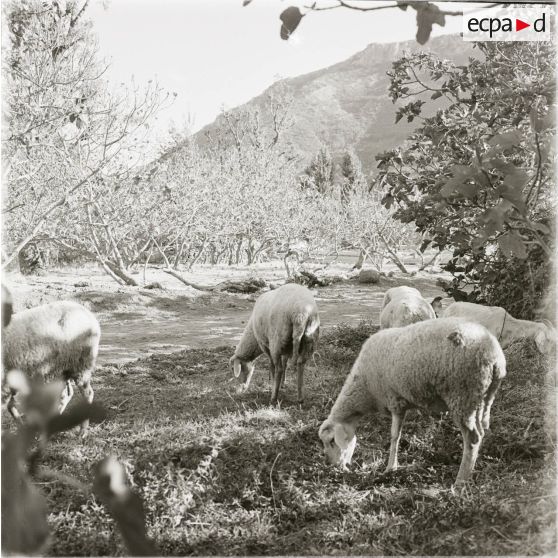 [Figuier et moutons en Algérie, 1954-1962.]