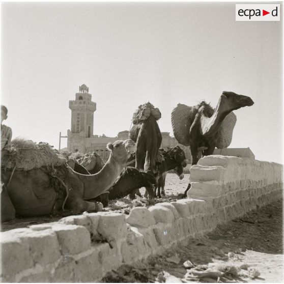 [Dromadaires devant une mosquée en Algérie, 1954-1962.]