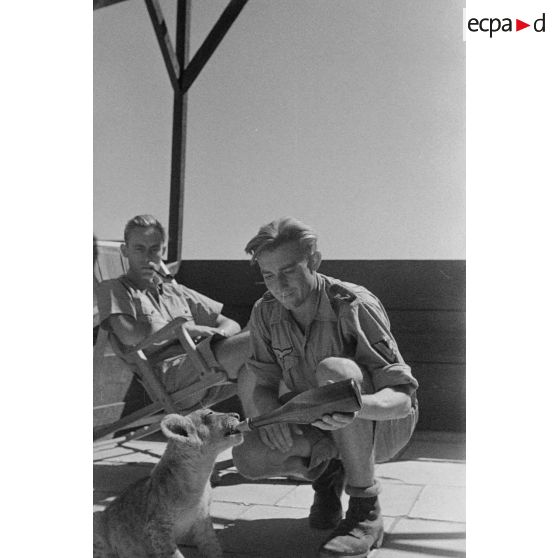 La mascotte baptisée "Whisky", un bébé lion.