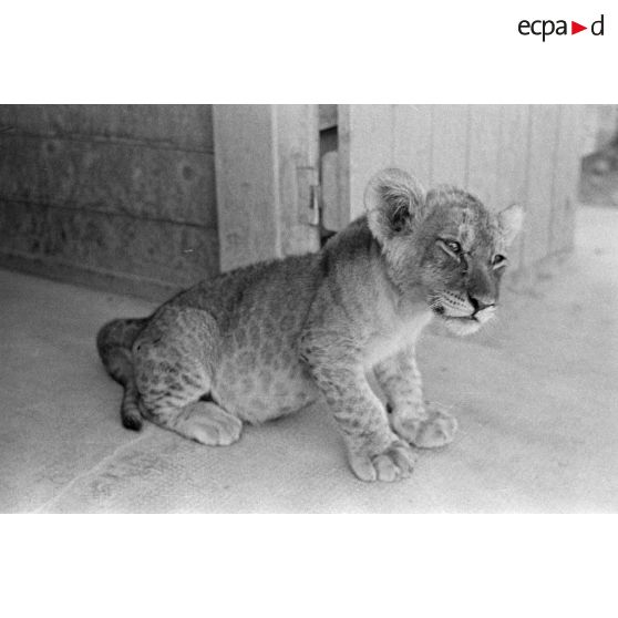 La mascotte baptisée "Whisky", un bébé lion.