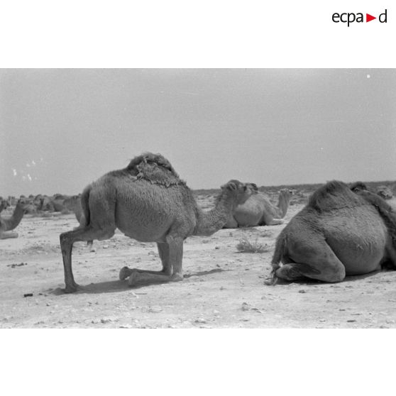 Troupeau de dromadaires dans le désert.