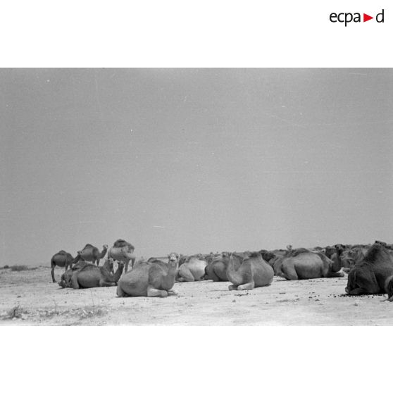 Troupeau de dromadaires dans le désert.