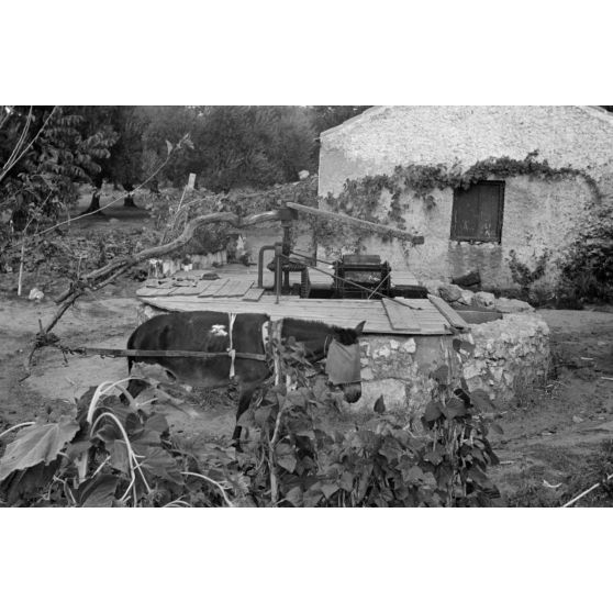 Un âne actionne la chaine d'un puits.