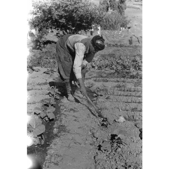 La vie paysanne dans le secteur de Kastelli (Crète).