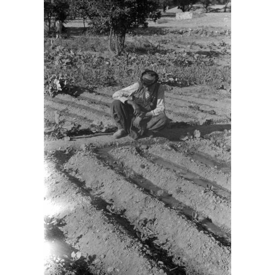 La vie paysanne dans le secteur de Kastelli (Crète).