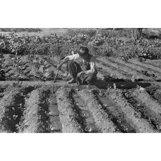 La vie paysanne dans le secteur de Kastelli (Crète).