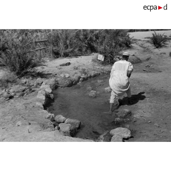 Une source et un habitant de l'oasis de Siwa (Egypte).