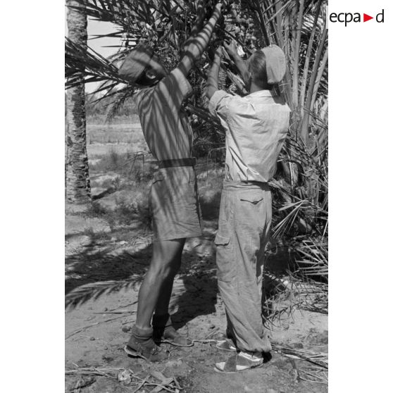Des aviateurs de l'armée de l'air allemande dégustent des dattes dans les palmiers.