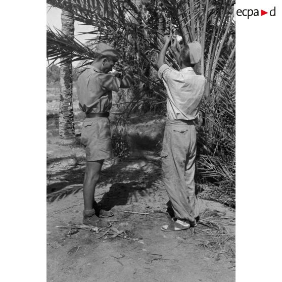 Des aviateurs de l'armée de l'air allemande dégustent des dattes dans les palmiers.