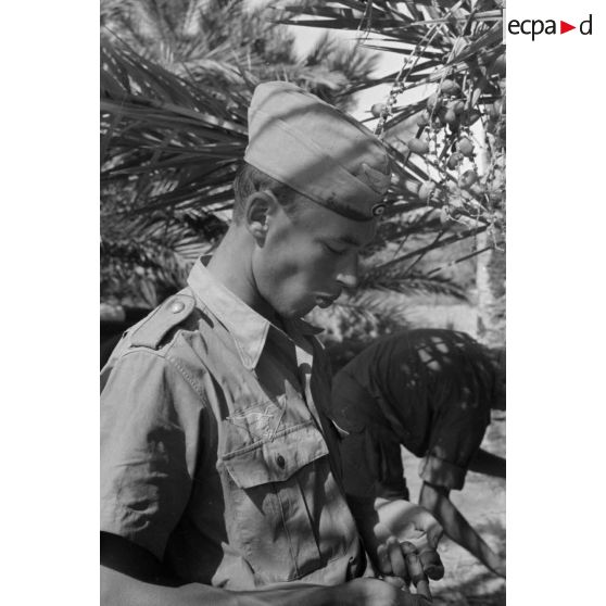 Des aviateurs de l'armée de l'air allemande dégustent des dattes dans les palmiers.