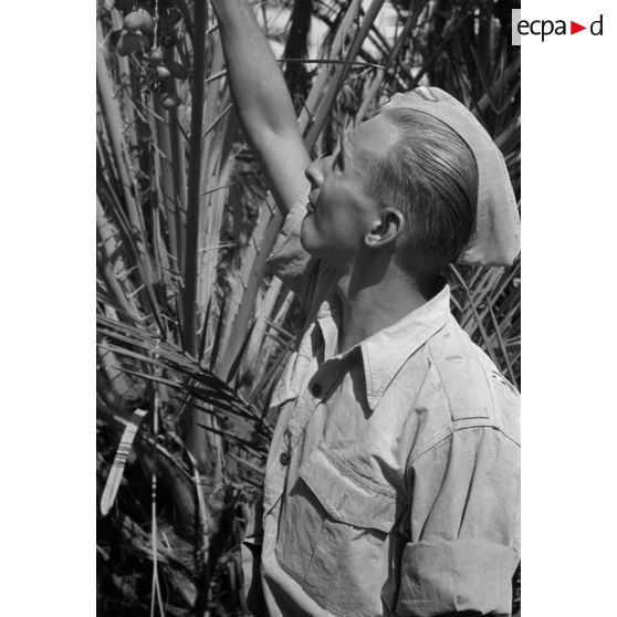 Des aviateurs de l'armée de l'air allemande dégustent des dattes dans les palmiers.