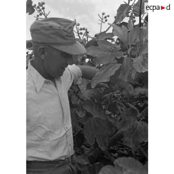 Pause déjeuner, au menu des figues.