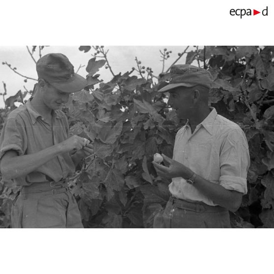 Pause déjeuner, au menu des figues.