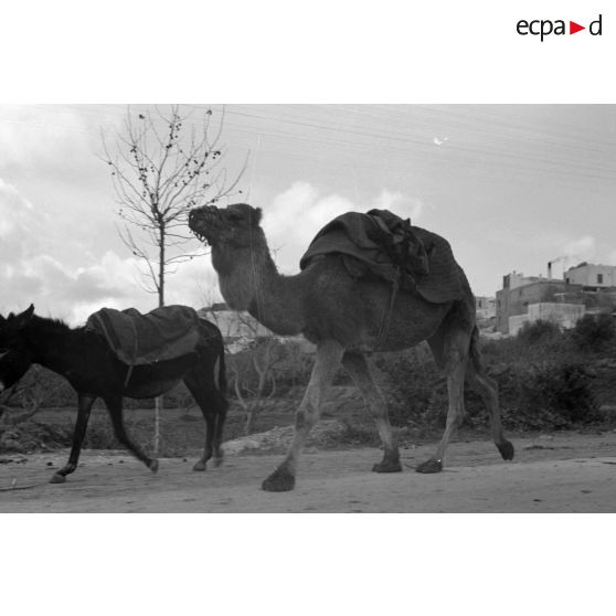 La circulation des mules et dromadaires attire le reporter.