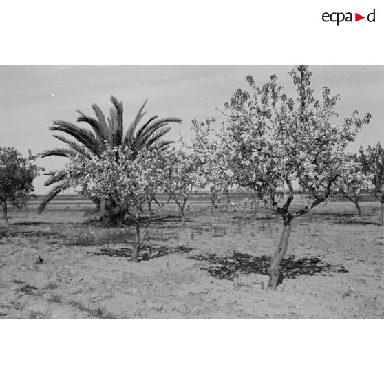 Arbres dans le secteur de El Jem.