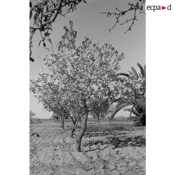 Dans le secteur de El Jem, les activités de la 6e compagnie de propagande de l'armée de l'air allemande auprès de la population tunisienne.