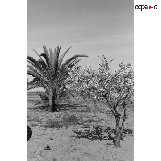 Dans le secteur de El Jem, les activités de la 6e compagnie de propagande de l'armée de l'air allemande auprès de la population tunisienne.