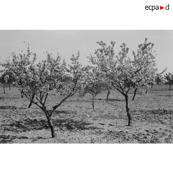 Dans le secteur de El Jem, les activités de la 6e compagnie de propagande de l'armée de l'air allemande auprès de la population tunisienne.