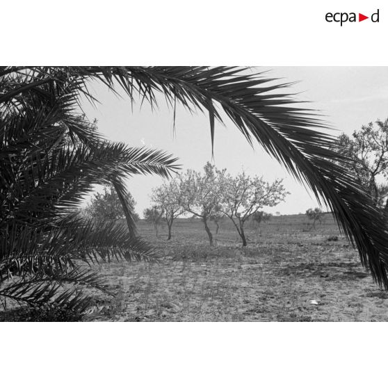 Dans le secteur de El Jem, les activités de la 6e compagnie de propagande de l'armée de l'air allemande auprès de la population tunisienne.