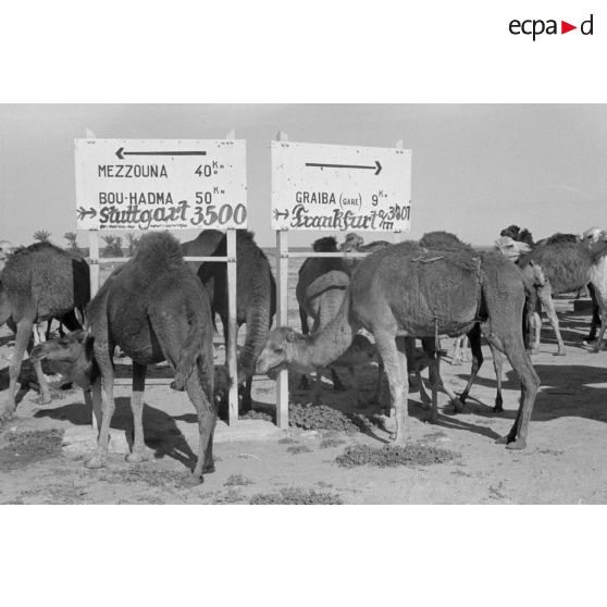 Panneaux indicateurs dans le désert tunisien à proximité de El Jem.