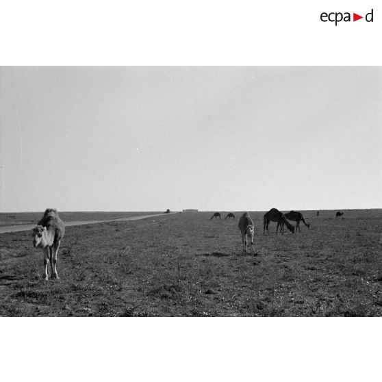 Des dromadaires non loin de la route qui mène à l'amphithéâtre de El Jem.