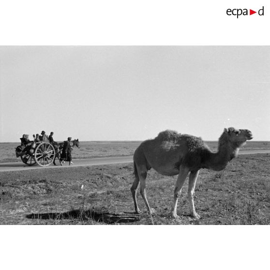 Des paysans sur la route de l'amphithéâtre de El Jem.