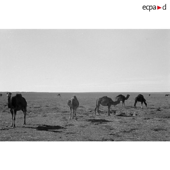 Des dromadaires non loin de la route qui mène à l'amphithéâtre de El Jem.