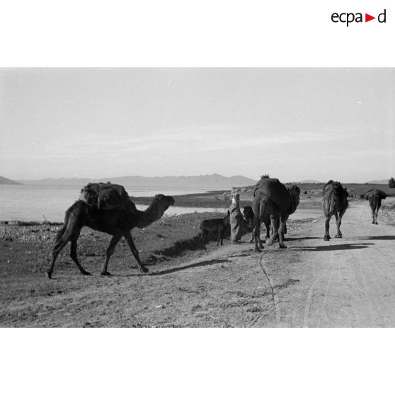 Troupeau de dromadaires dans le secteur du lac Ichkeul.