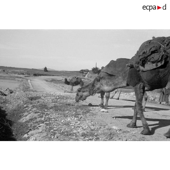 Troupeau de dromadaires dans le secteur du lac Ichkeul.