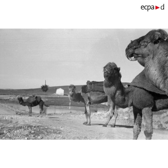 Troupeau de dromadaires dans le secteur du lac Ichkeul.