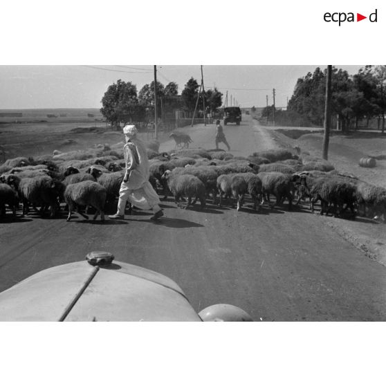 Un Libyen fait traverser son troupeau, obligeant la voiture des reporters à marquer l'arrêt.