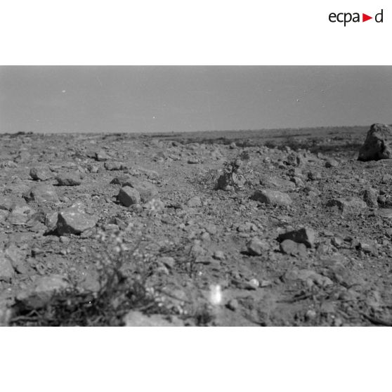 Cliché des rares fleurs qui poussent dans cette partie du désert.