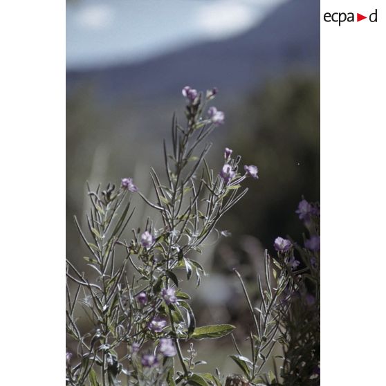 Autour du Pré Sabens haut, ancienne abbaye des Baumes, Saint Marcellin, Saint Vincent les Forts. [légende d'origine]