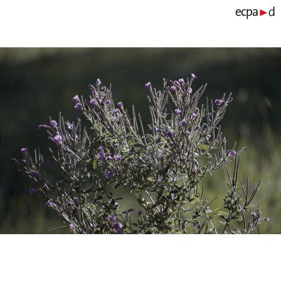 Mont Dauphin, Pré Sabens haut, vallée du Rabioux, Guillestre, Tournoux haut. [légende d'origine]