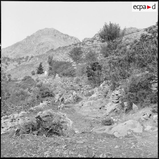 Ouverture de route dans le djebel par des civils algériens et la 2e DIM (2e division d'infanterie motorisée).
