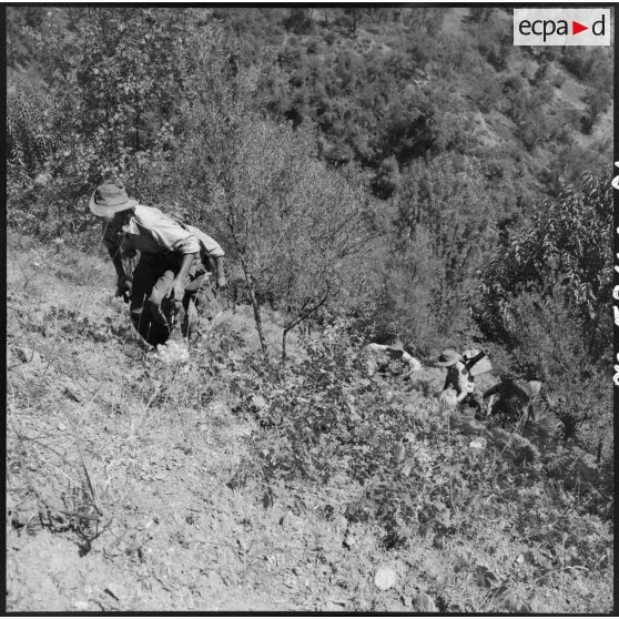 Progression dans le djebel de la 4e batterie du 8e RA (régiment d'artillerie) en opération en Kabylie.
