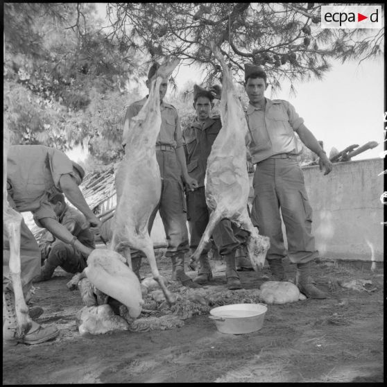 Hussein Dey. Camp du Lido. Les réservistes fêtent le Mouloud. Préparation des moutons pour le méchoui.