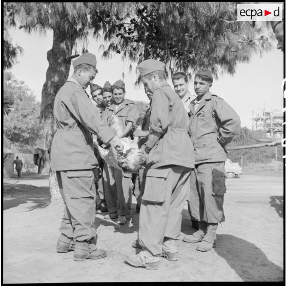 Hussein Dey. Camp du Lido. Les réservistes fêtent le Mouloud. Préparation des moutons pour le méchoui.