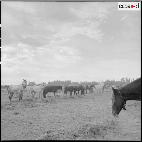 Chevaux des harkas d'Oranie.