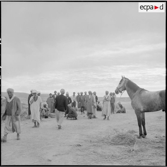 Chevaux des harkas d'Oranie.