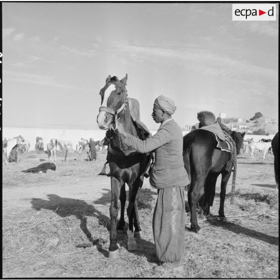 Chevaux des harkas d'Oranie.