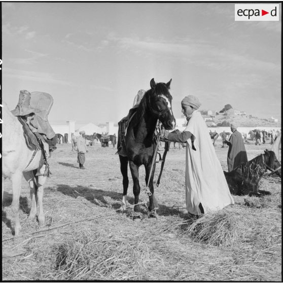 Chevaux des harkas d'Oranie.