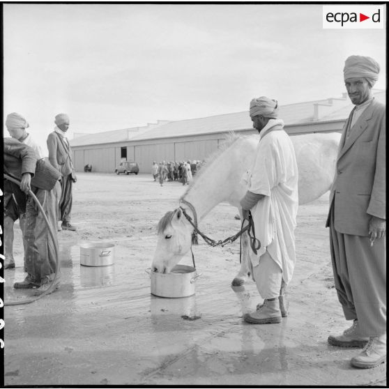 Harkis nourrissant leurs chevaux en Oranie.