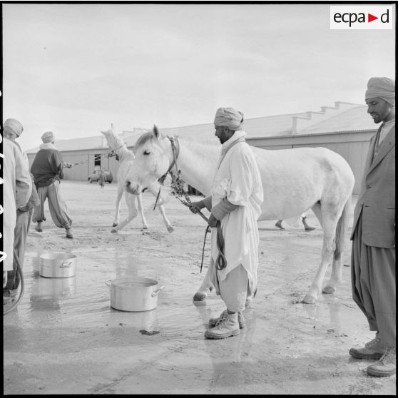 Harkis nourrissant leurs chevaux en Oranie.